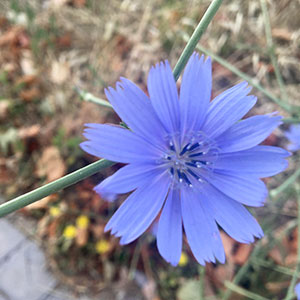 Chicory-de-Ciempozuelos-veronica-reflexo-06-grasse
