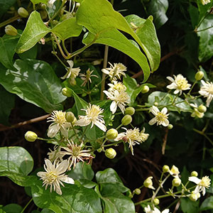Clematis-du-jardin-par-Math-veronica-reflex-06-grasse