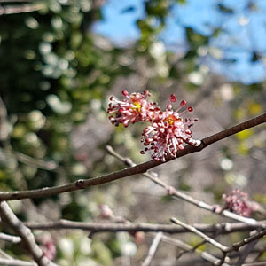 Elm-de-Lorgues-veronica-reflexo-06